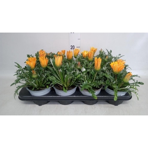Gazania splen. 'Kiss Orange'