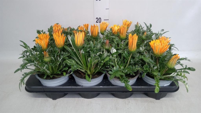 <h4>Gazania splen. 'Kiss Orange'</h4>