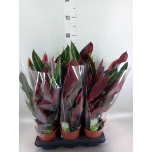 Stromanthe sanguin. 'Triostar'