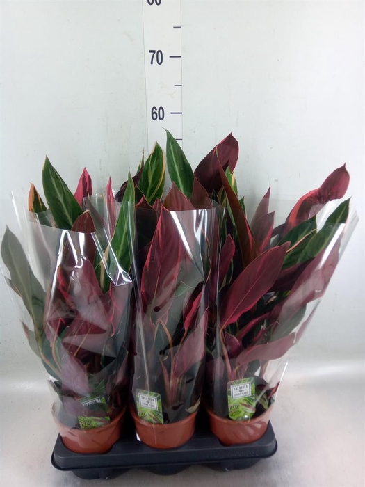 <h4>Stromanthe sanguin. 'Triostar'</h4>