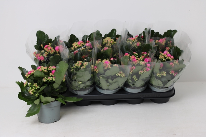 <h4>KAL GE LENA</h4>