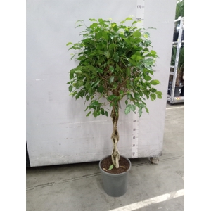 Ficus benja. 'Exotica'