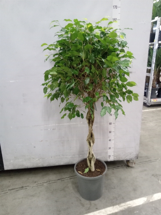 <h4>Ficus benja. 'Exotica'</h4>
