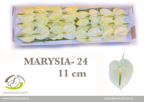 <h4>ANTH A MARYSIA 24 xl</h4>