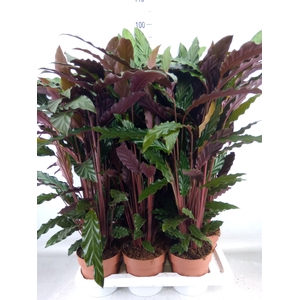 Calathea rufibarba