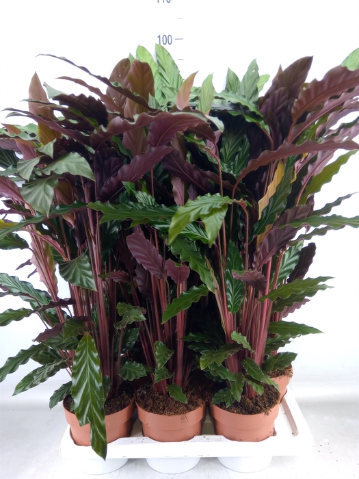 <h4>Calathea rufibarba</h4>