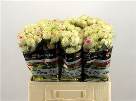 <h4>R Tr Gelato</h4>