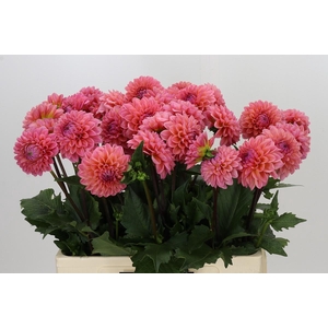Dahlia Doris Duke