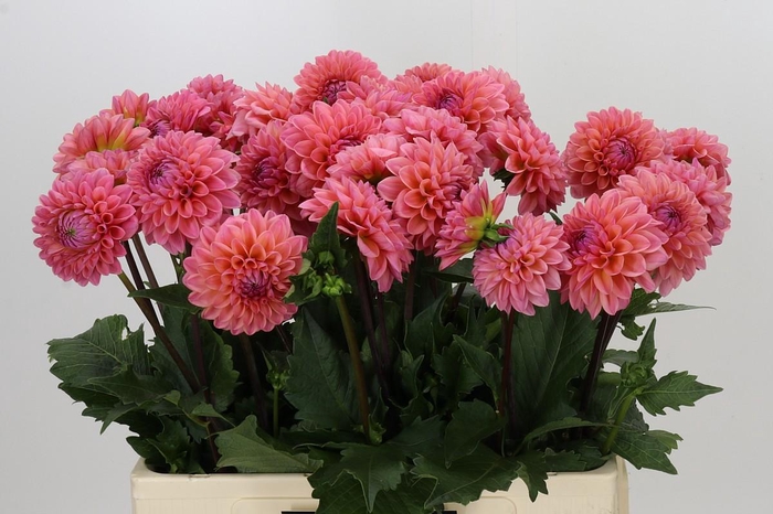 <h4>Dahlia Doris Duke</h4>