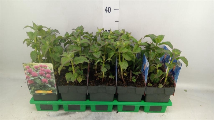 <h4>Monarda didyma</h4>