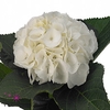 Hydrangea schneeball