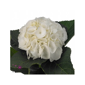 Hydrangea schneeball