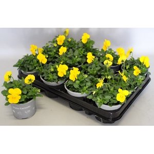 Viola cornuta F1 Yellow