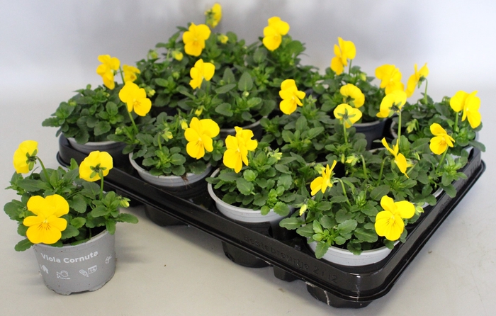 <h4>Viola cornuta F1 Yellow</h4>