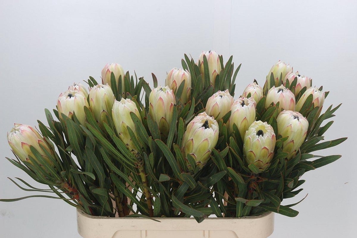 <h4>Protea White Night</h4>