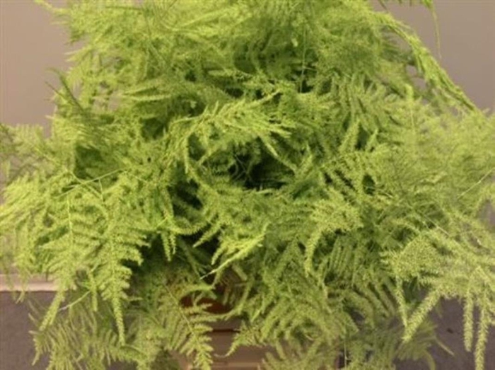 <h4>Asp Lang Klb Mint</h4>