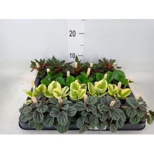 Peperomia   ...mix