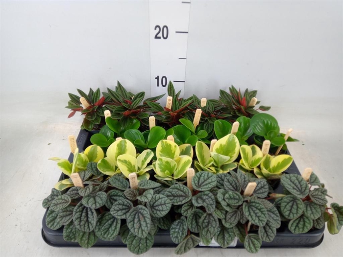 <h4>Peperomia ...mix</h4>