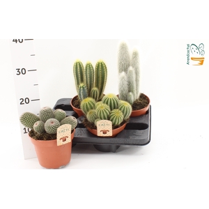 CACTUS GEM