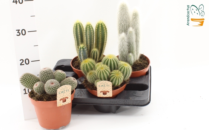 <h4>CACTUS GEM</h4>