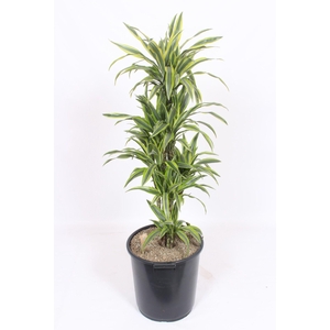 Dracaena Lemon Lime