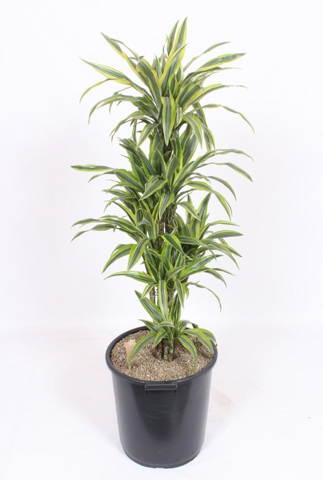 <h4>Dracaena Lemon Lime</h4>