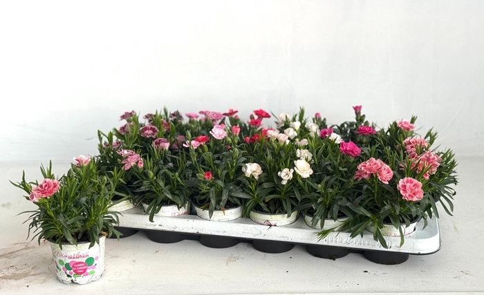 <h4>DIAN GEMENGD</h4>