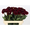 Dahlia Black Fox
