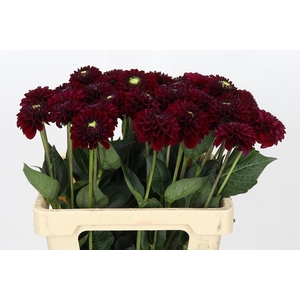 Dahlia Black Fox