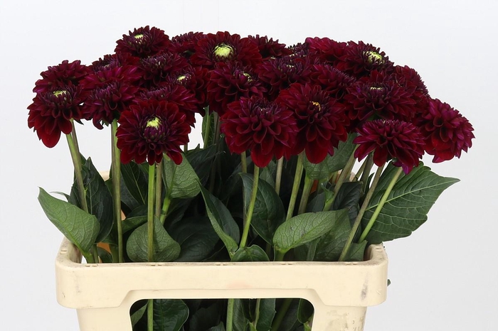 Dahlia Black Fox