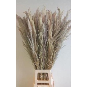 CORTADERIA EVITA NATUREL X8 P.BS