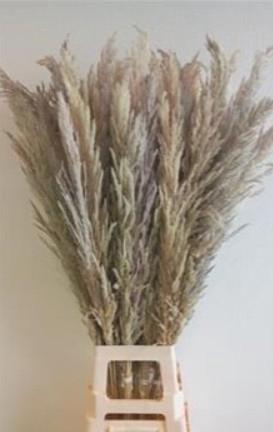 <h4>CORTADERIA EVITA NATUREL X8 P.BS</h4>