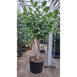 Ficus benghalensis 'Audrey'