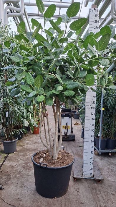 Ficus benghalensis 'Audrey'