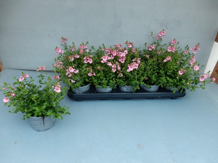 <h4>DIAS RUBY FIELD</h4>