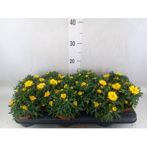 Argyranthemum  'La Rita Yellow'