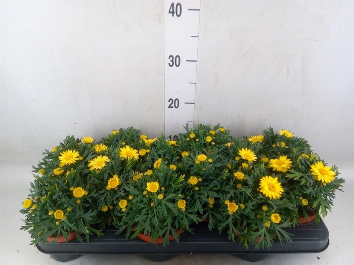 <h4>Argyranthemum  'La Rita Yellow'</h4>