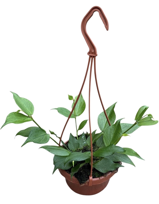 <h4>Hoya polyneura</h4>
