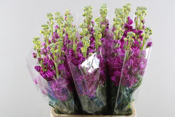 <h4>Matth Iron Red</h4>