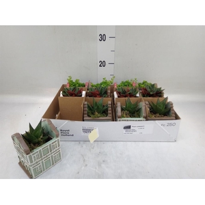 Planten  ..in schaal L%