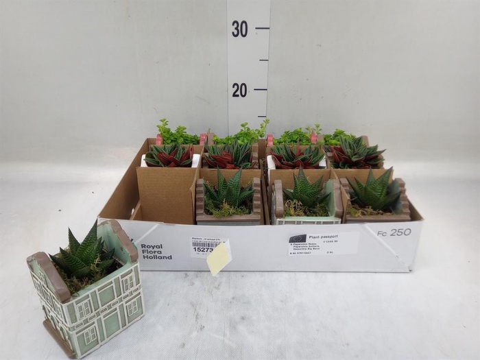 <h4>Planten  ..in schaal L%</h4>