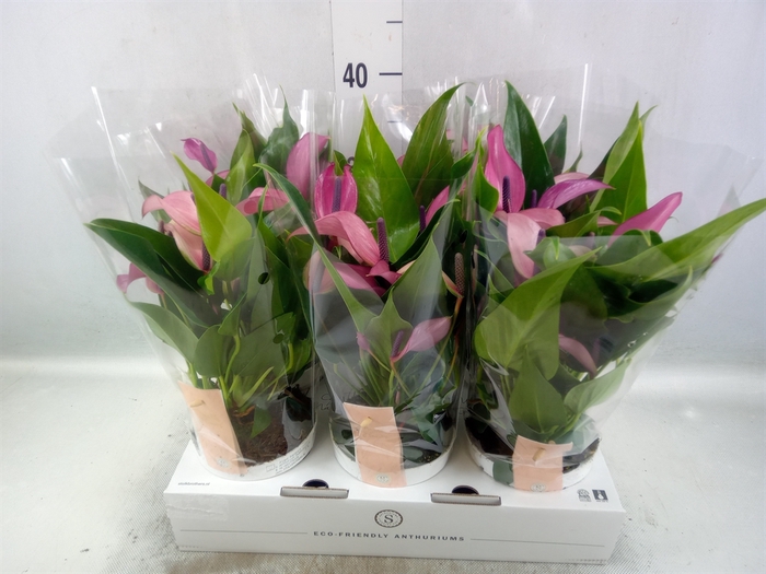 <h4>Anthurium  'Zizou'</h4>