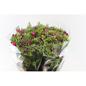 Fr Du Expression Cerise Red