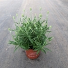 Lavandula angustifolia Aromance White