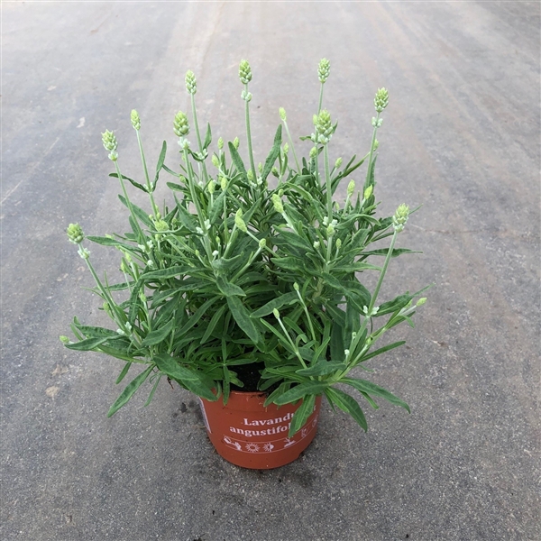 Lavandula angustifolia Aromance White