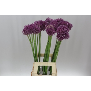 Allium Jasmine