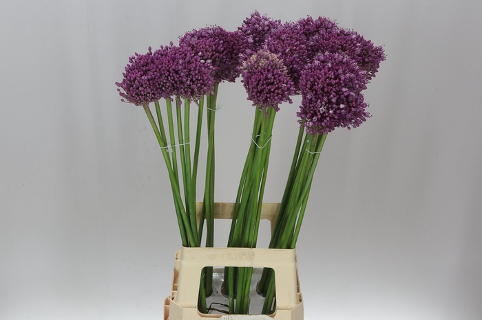 <h4>Allium Jasmine</h4>