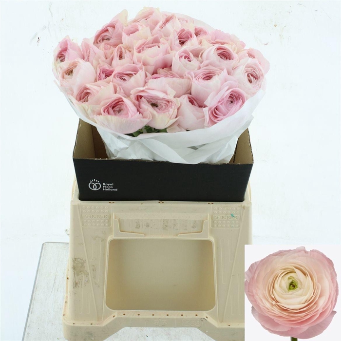 <h4>RAN SU HANOI</h4>