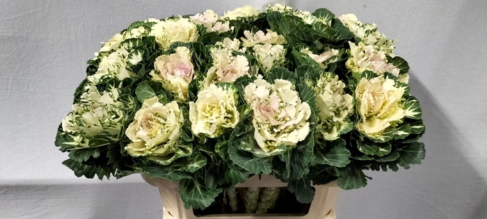 <h4>BRASS EMPIRE ARINA</h4>