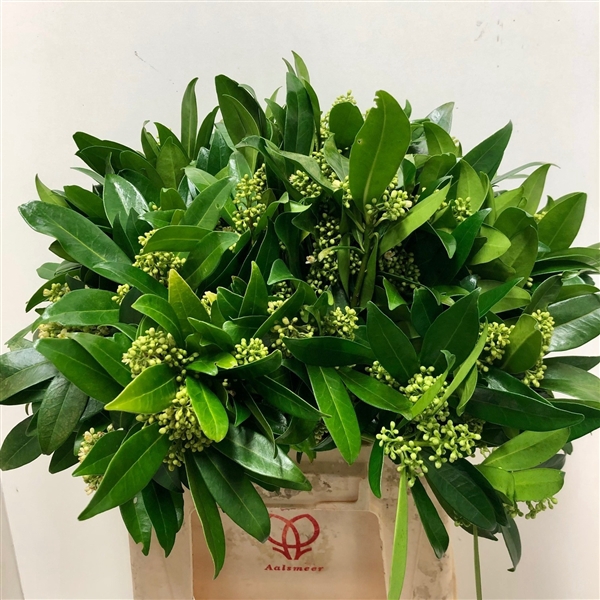 <h4>SKIMMIA C KEW GREEN BS 40 cm</h4>